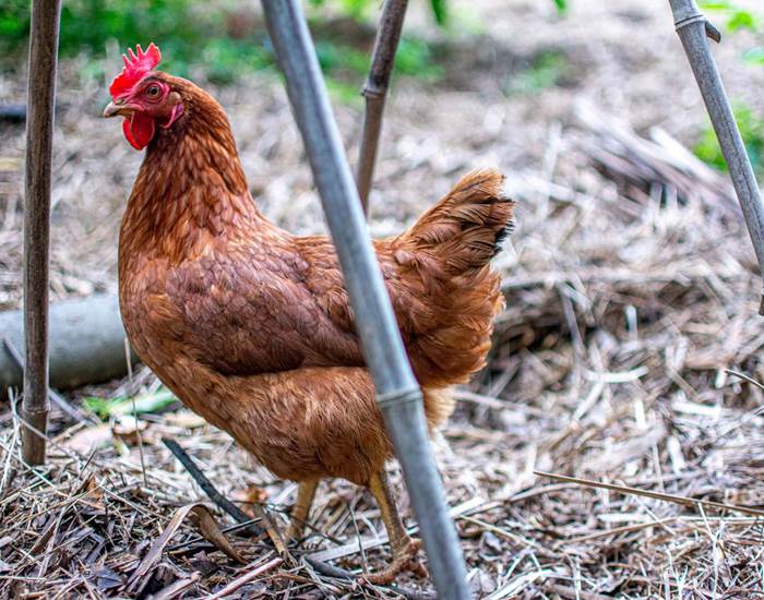 Les jardins de Berdis - Poule pondeuse