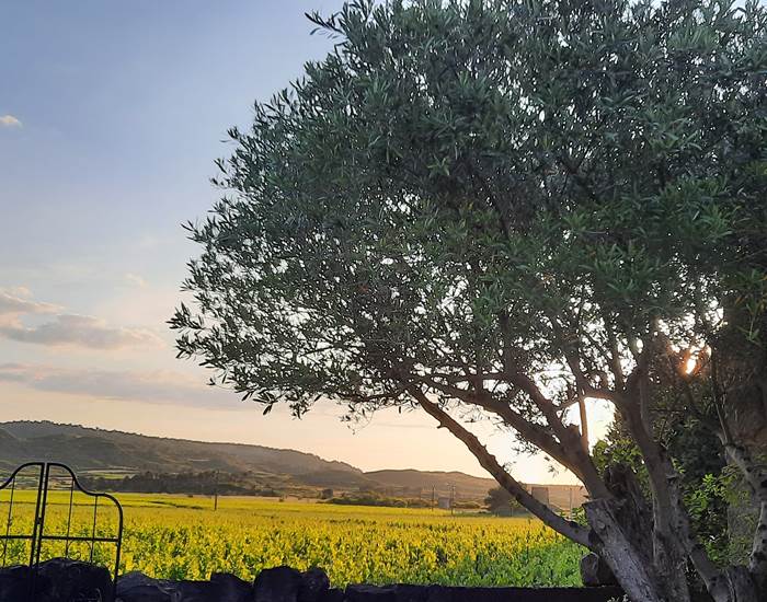 Le Coq du Nord-Mailhac vue sur les vignes