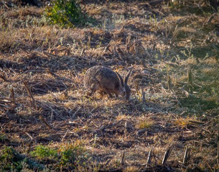 Lapin dans le champ