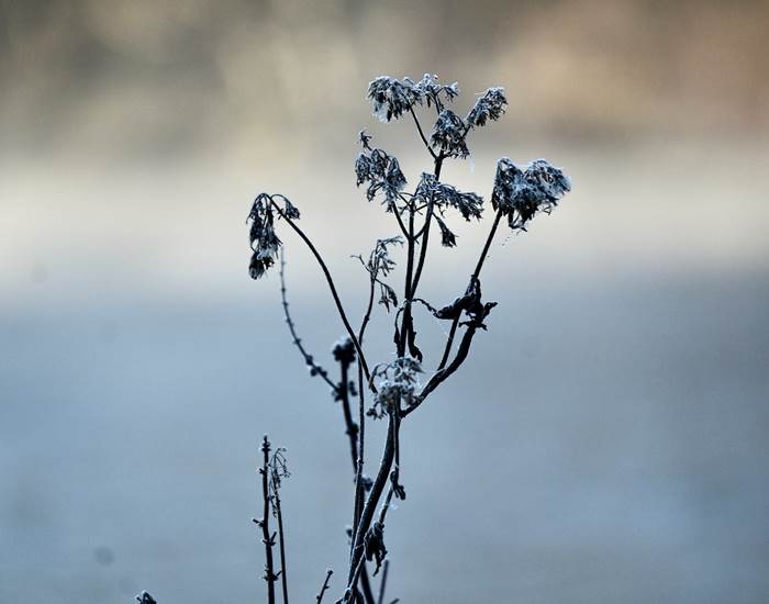 Ochtendvorst - Givre matinal - Morgenfrost - Morning frost