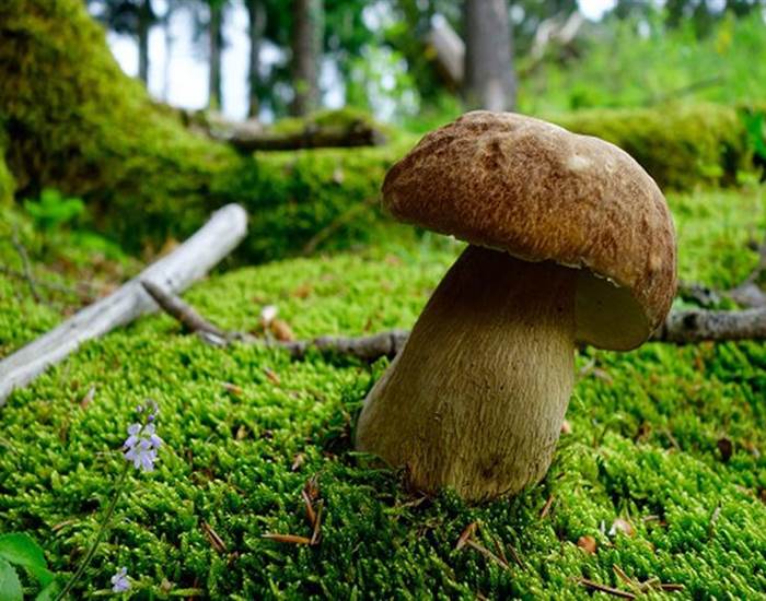 Cueillette des champignons à Bagnoles de l'Orne