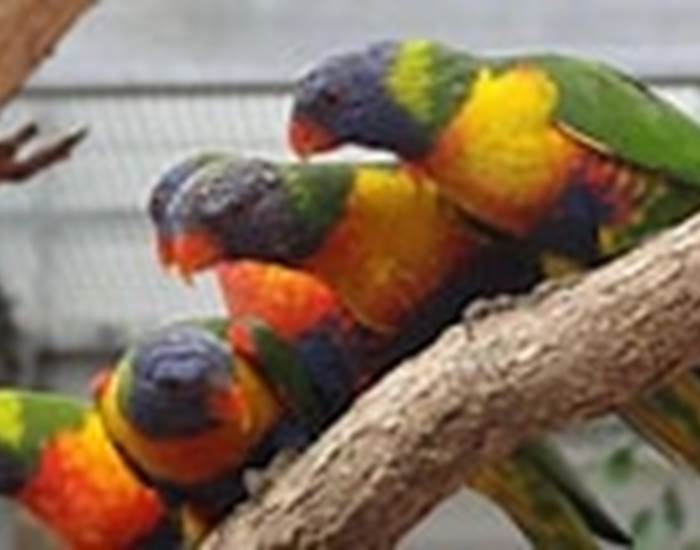 La volière de Biotropica