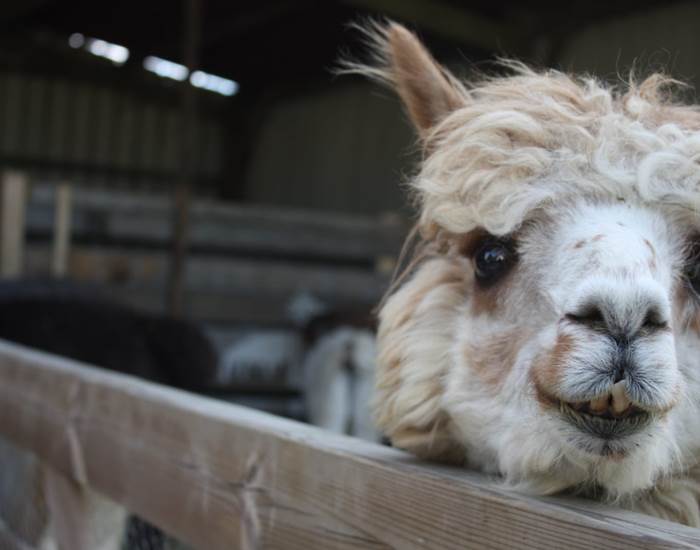 Pierre, notre mascotte alpaga