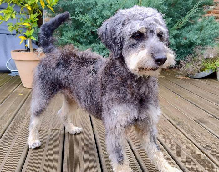 Voyager avec son chien