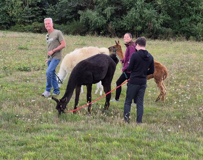 Balade avec les lamas et alpagas à Saint-Aignan