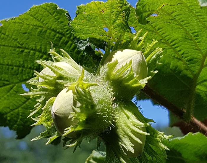 Les noisettes fraîches