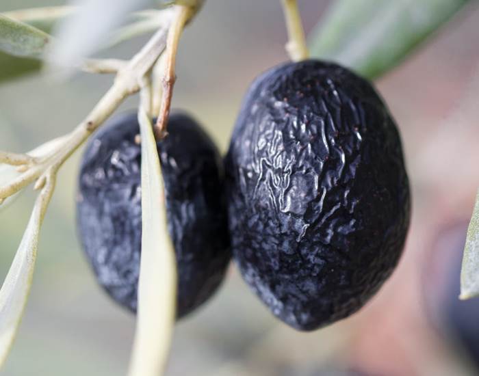 Les olives de Nyons