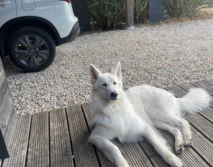 Scoot en attente d'apéro