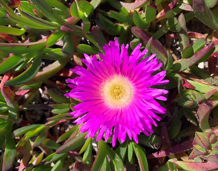 Les "griffes de sorcières" éclatantes tâches de couleurs sur les plages au printemps