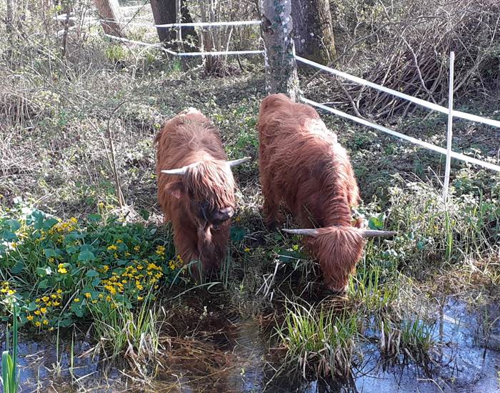 Domaine du Gué du Roi Observer les Vaches