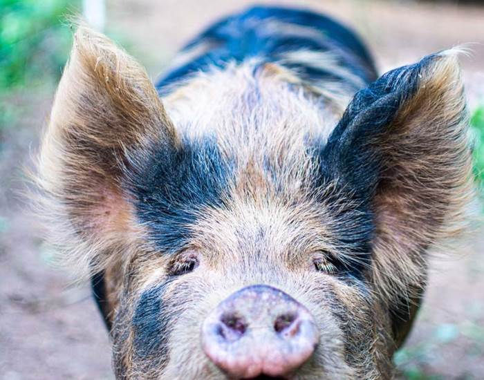 Les jardins de Berdis - Pluma - Cochon Kune Kune