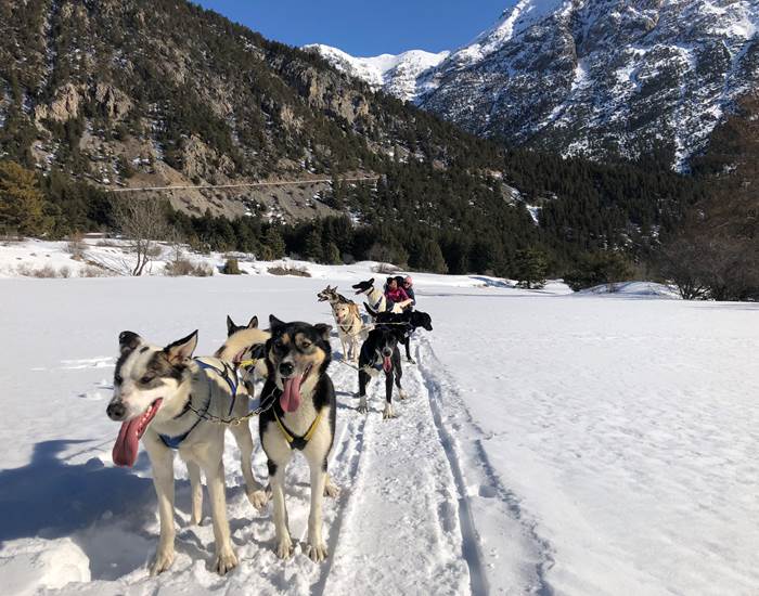 sortie chiens de traineau.