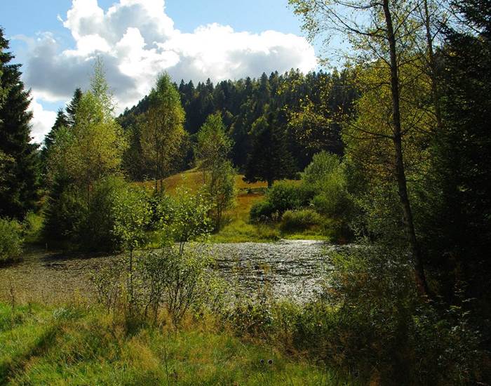 tourbiere dans le massif des vosges