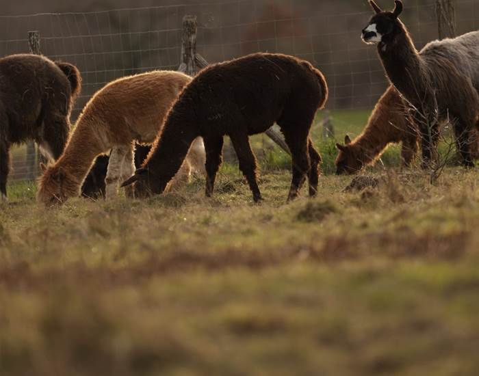 Séjour immersif avec lamas et alpagas