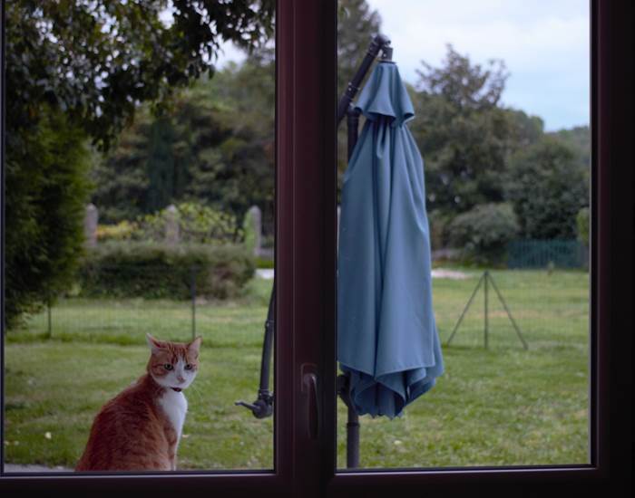 les chats aussi sont les bienvenus