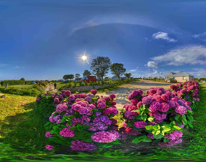 Hortensias