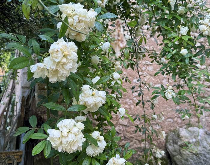 Rosier liane