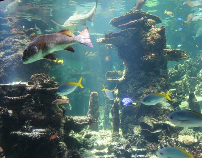 Nausicaa - Centre National de la Mer