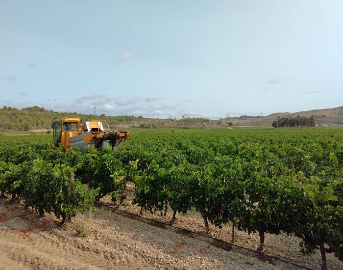 Les vendanges Mailhac 🍇🍇🍇