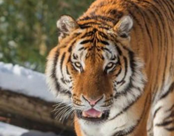 Tigre de Sibérie à Thoiry