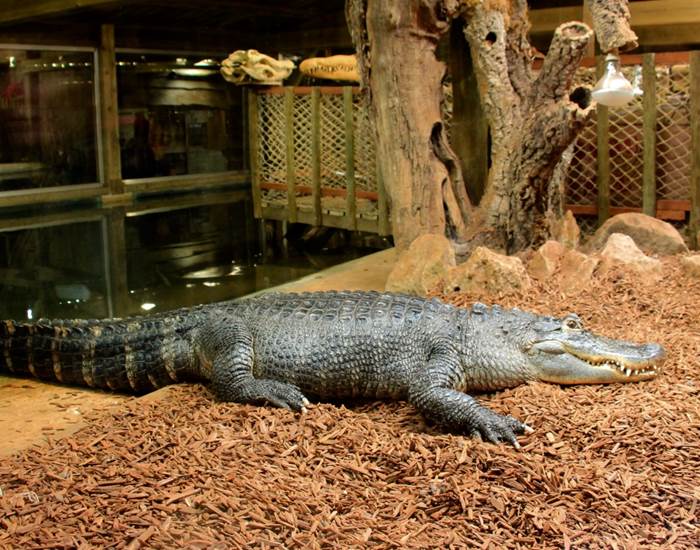 Crocodile à l'aquarium du Bugue