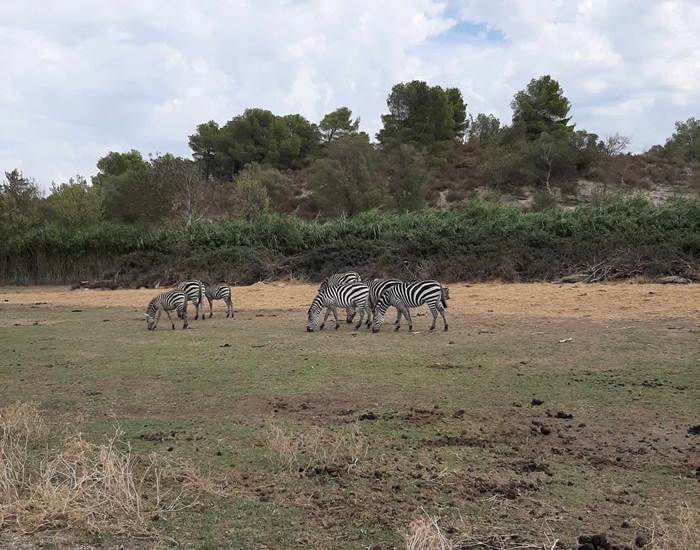 Réserve Africaine de Sigean