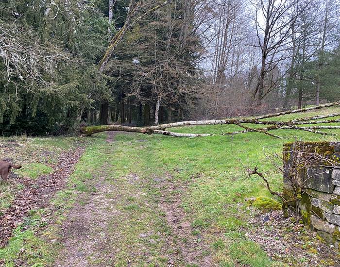 Arbre déraciné