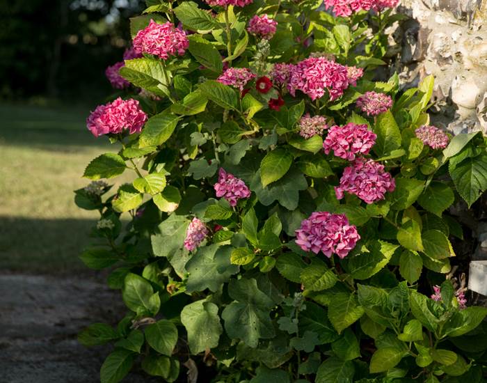 aux3nidsfleuris.hydrangea