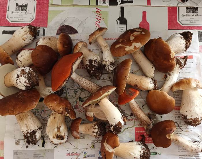 Cèpes