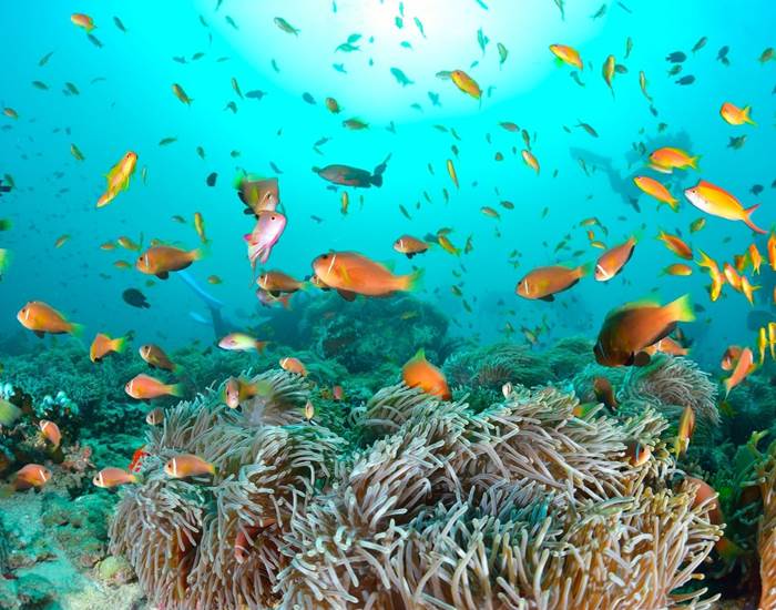 jardin-de-corail-bora-bora