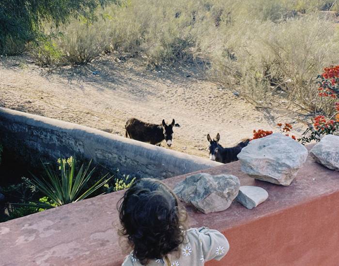 nos amis les anes by @leadominguez_photo