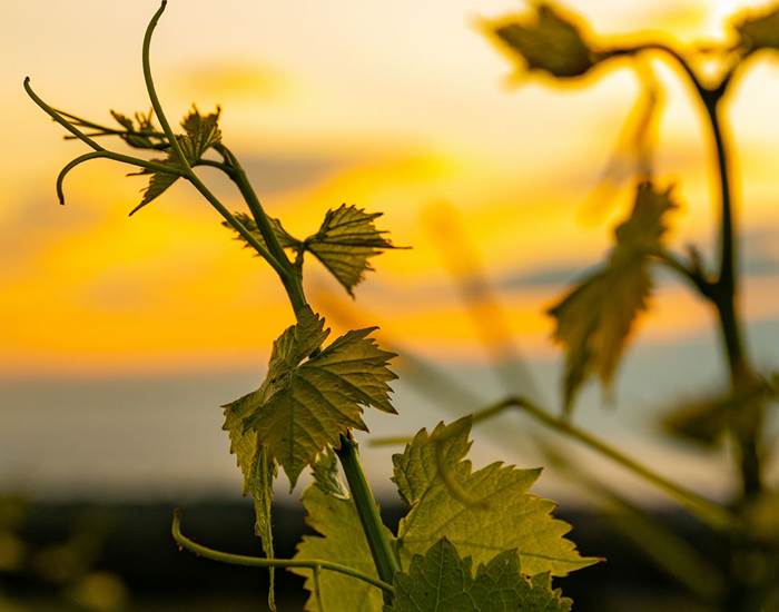 vignoble-occitanie-gaillac-marssac-albi