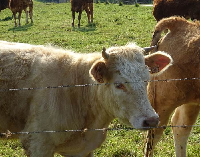 les belles vaches de normandie
