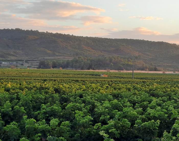 Vacances... Balade dans les vignes