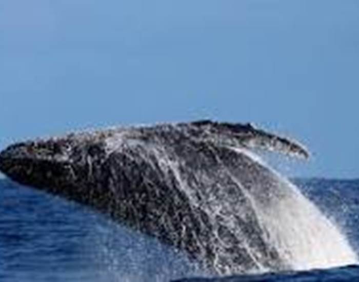 Baleine à bosse