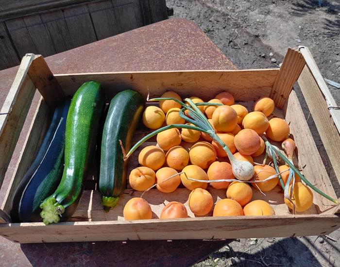 On se régale avec les produits du potager du Coq du Nord -Mailhac