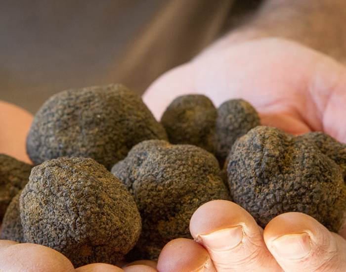 La truffe de la Drôme
