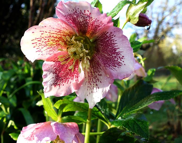 Héllébores orientales en février