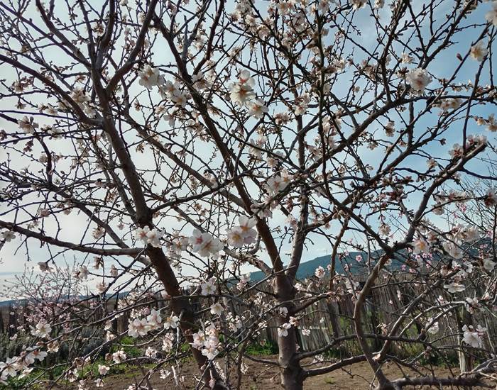 Nos premiers arbres en fleurs 🌸🌼🌺