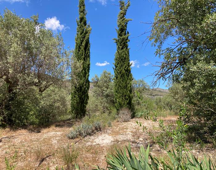 El jardin