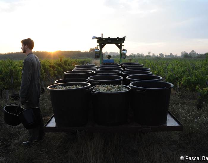 Vignoble, Bio, Biodynamie, Nature, Vins, Domaine, Visite, Dégustation