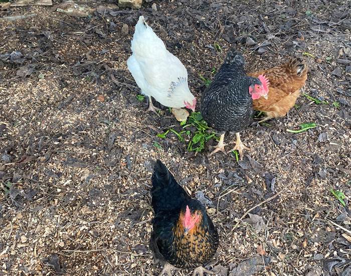 Les poules du Domaine du Gravier