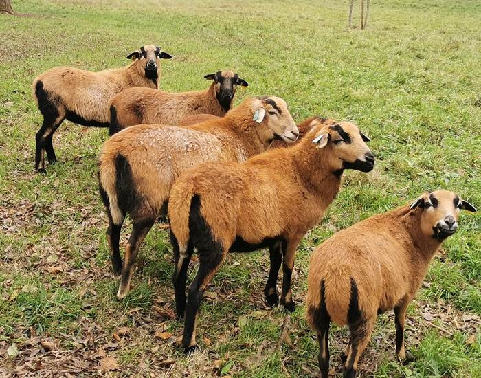 Les moutons, spécialistes de l'écopâturage!