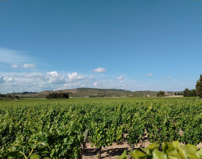 Les vignes dès le matin...