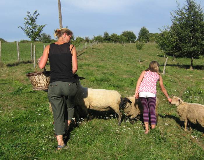 moutons