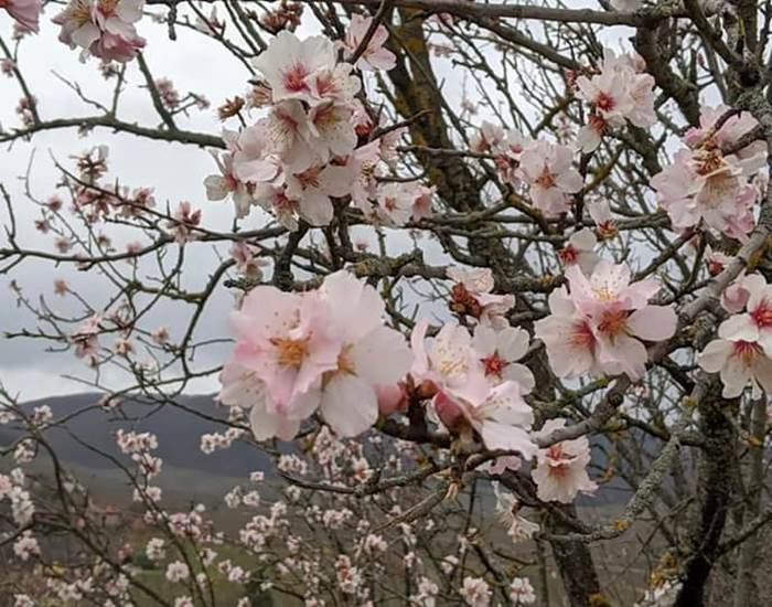 Amandiers en fleur à MITTELWIHR (début mars)