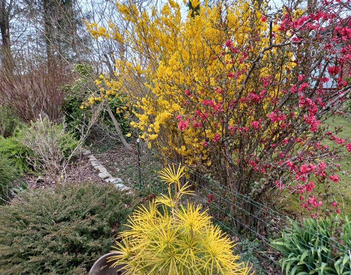 Forsythia