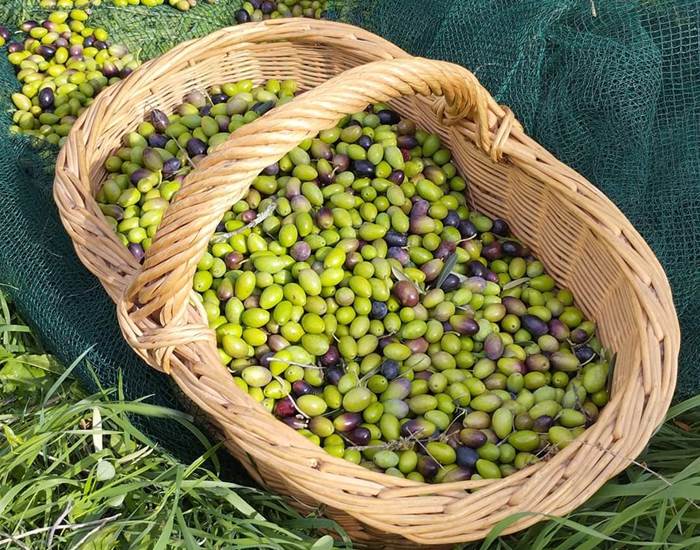 Mas Pigné récolte olives Picholine 2023-page