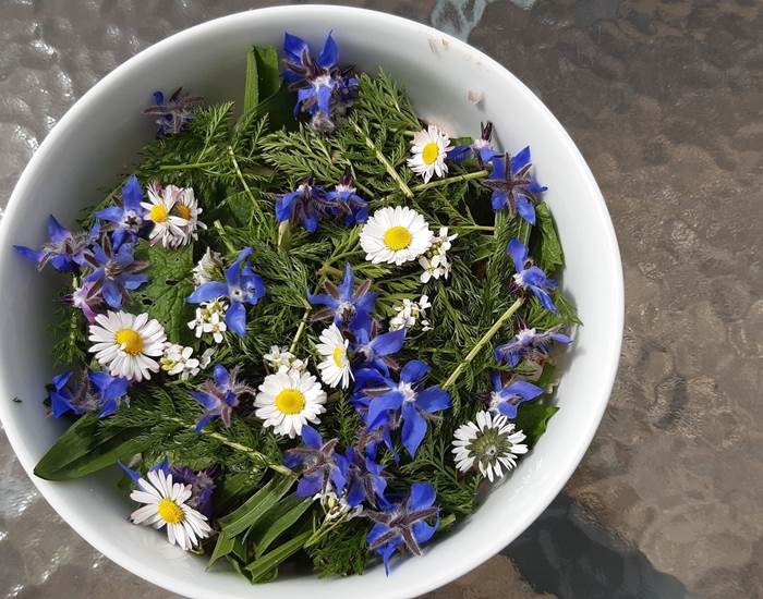 Une salade de plantes sauvages