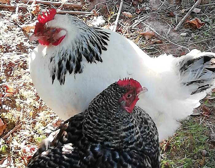 poules